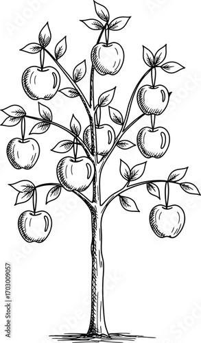 Vector art of hand drawn apple tree with fruit