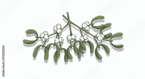 Mistletoe sprig with green leaves and white berries casting shadows on a white background