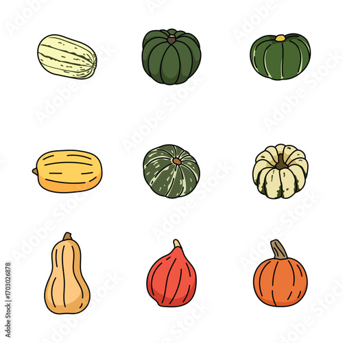Squash fruit