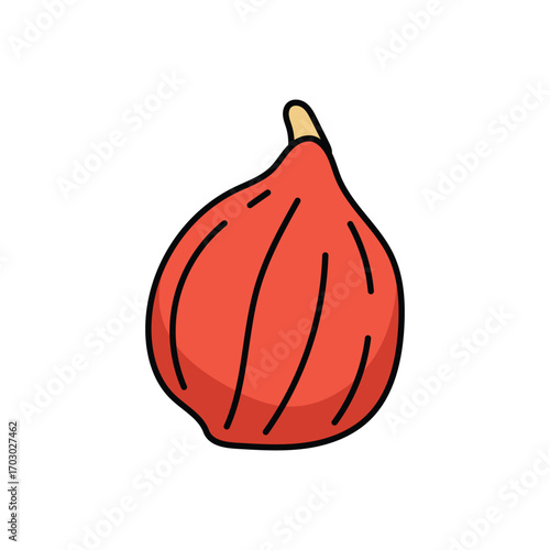 Squash fruit