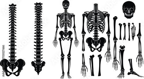 Human skeleton anatomy illustration with skull, spine, ribs, and bones, black silhouette medical vector design for healthcare education and science