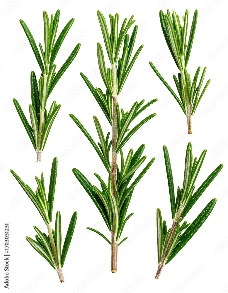 Obraz premium Close-up view of several sprigs of fresh rosemary, displaying vibrant green leaves and stems.