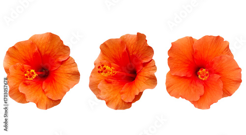 nature  beautiful fresh orange hibiscus flowers isolated on  transparent.