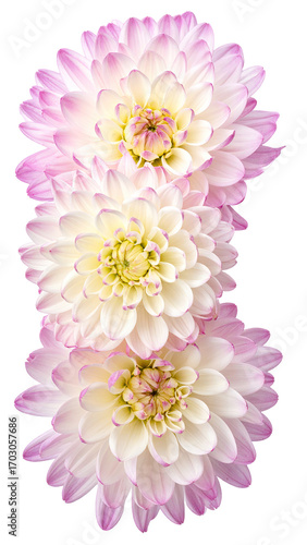 Close-up of three clustered dahlias in soft pink and white