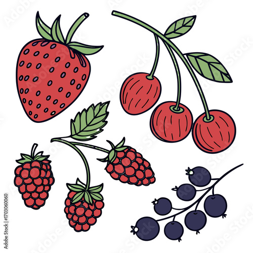 Illustration of various berries