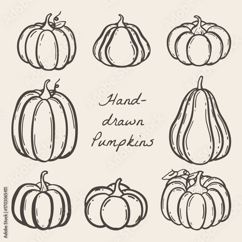 Set of hand-drawn pumpkins in different size. Vector illustration hand-drawn pumpkins for autumn designs, fall decor, or seasonal illustrations
