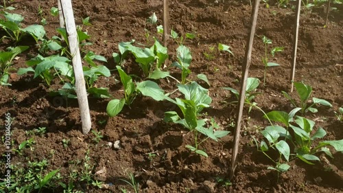 Fresh caisim plants growing neatly in a cultivated field with fertile soil and wooden stakes, showing healthy green leaves ready for future harvest.