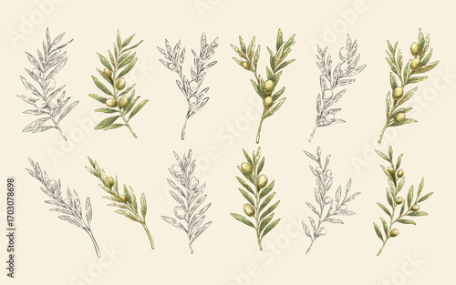 Olive Botanical Illustration Hand Drawn Line Art with Watercolor Style