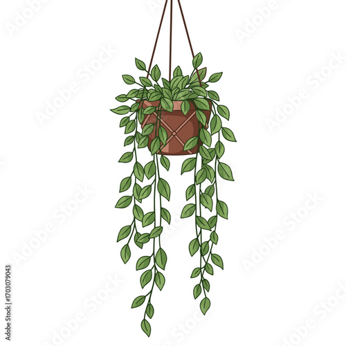 Hanging Pothos Plant in a Basket.