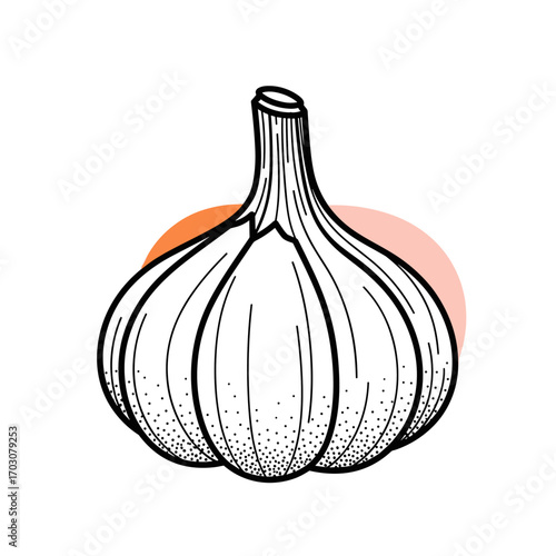 Hand drawn illustration of a garlic bulb with a subtle orange background.
