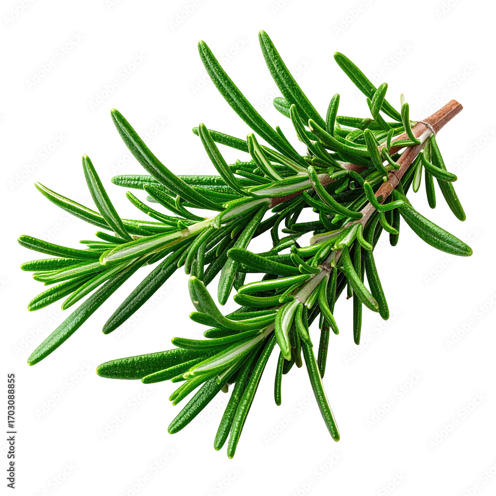 Fototapeta premium Fresh rosemary sprig close-up