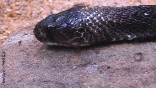 Close up of cobra head from the side slowly moving around sand.