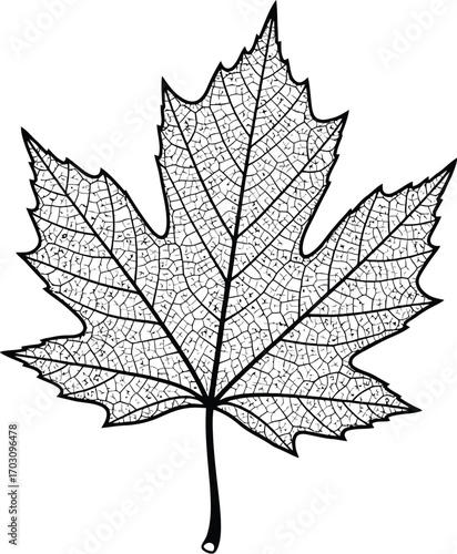 Illustration of a maple leaf symbol of autumn 