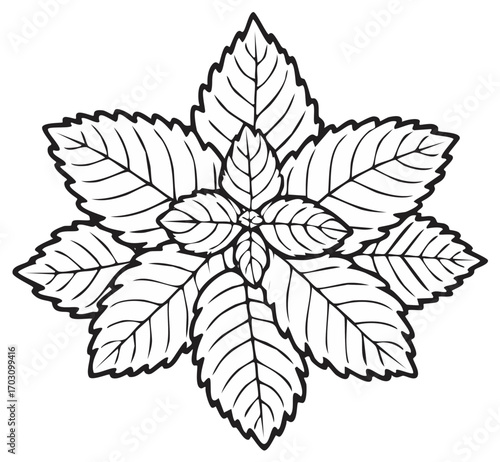 Stylized outline of a star shaped arrangement of basil leaves with black outlines