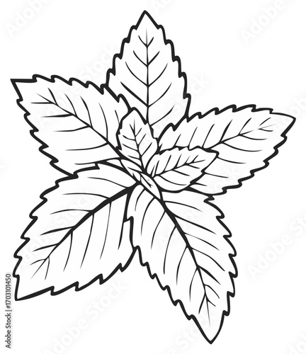 Botanical illustration of mint leaves. Vector drawing of a sprig of fresh green mint. Aromatic herb with jagged edge. Outline image for design and creativity.