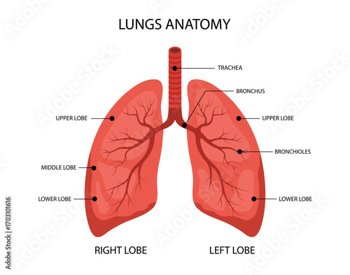 Human Lungs anatomy. Medical structure of internal organ. Educational information poster. Vector illustration in flat cartoon style.