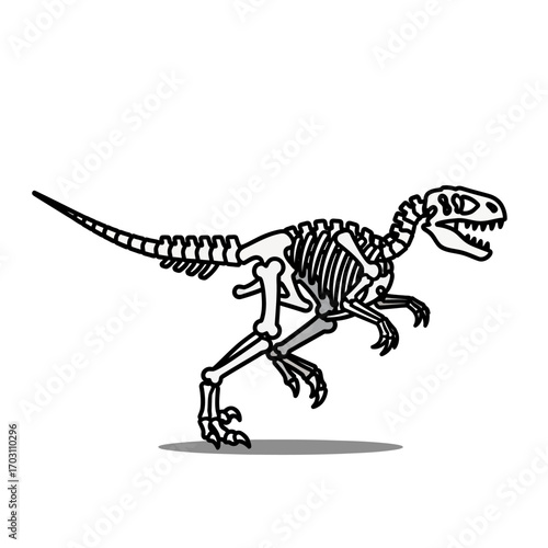 Velociraptor skeleton illustration, detailed bones, prehistoric reptile, running pose.