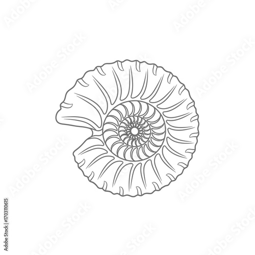 Line drawing of an ammonite fossil, showing intricate spiral shell detail.