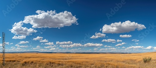 Expansive golden field under a vast blue sky.