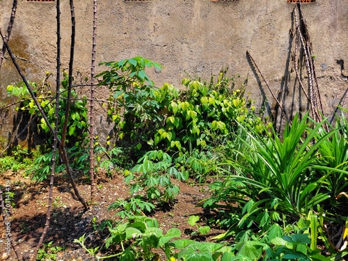 Small tropical garden with cassava, betel, and pandan plants growing near old wall, representing organic farming, sustainable agriculture, and home garden lifestyle.