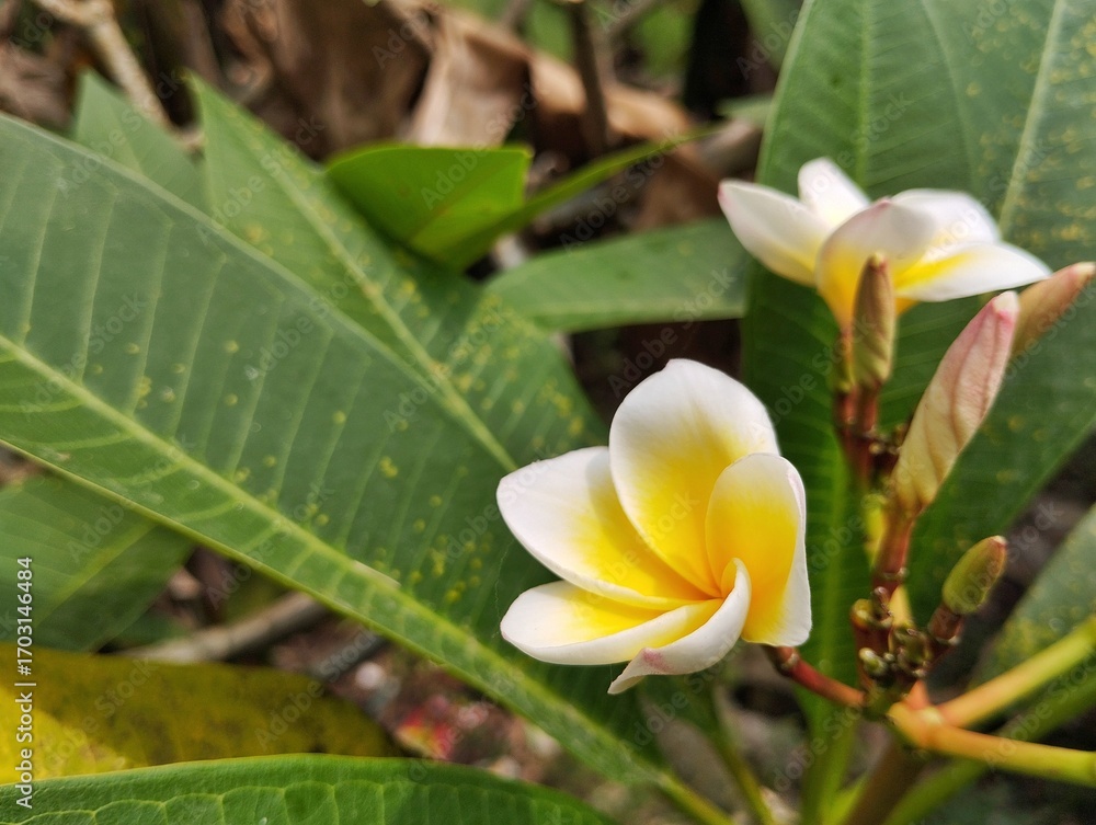 Fototapeta premium Beautiful yellow frangipani flowers (plumeria alba) in outdoor garden, close up view 