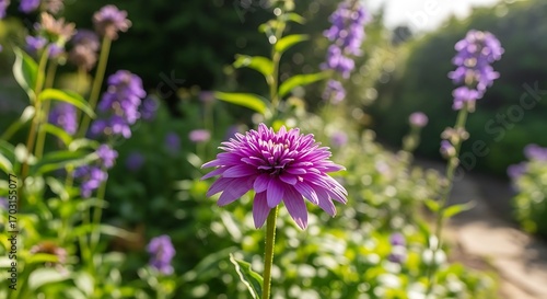 Close-up of a vibrant purple flower in a garden setting.
