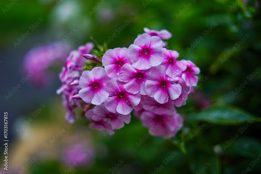 Fototapeta premium Close-up of vibrant pink phlox flowers in full bloom, with water droplets on petals