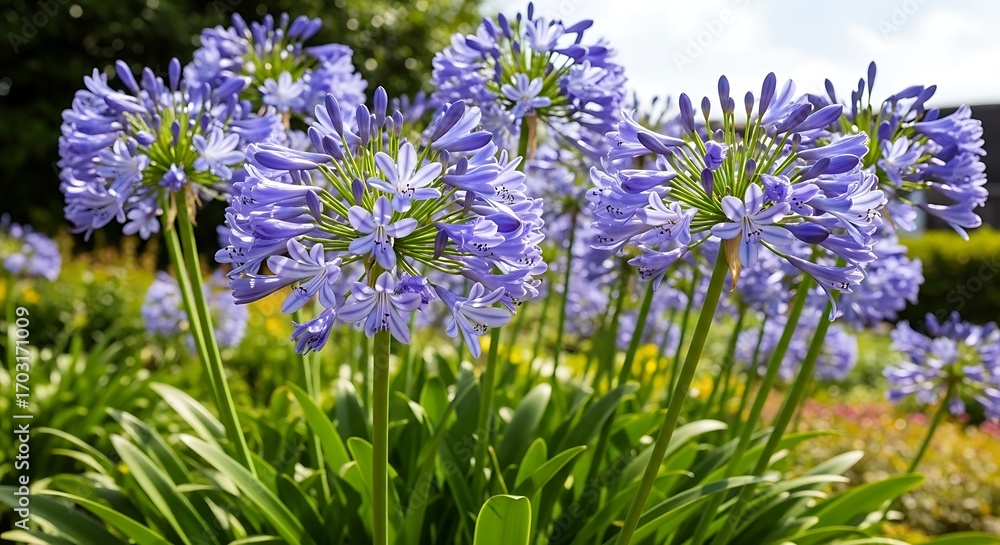 Obraz premium Close up of vibrant purple agapanthus flowers in a garden setting.