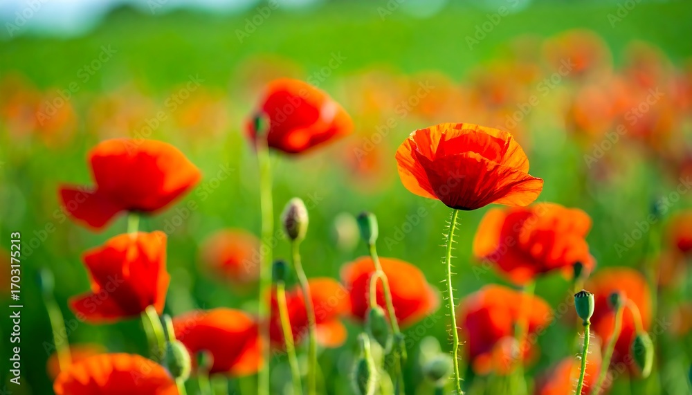 Fototapeta premium Vibrant poppy field in sunlight