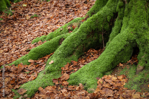 tree roots, Autumn leaves and green moss