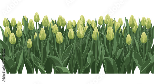 A row of green tulip buds with long stems and leaves.