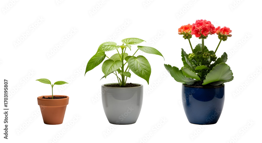 Obraz premium Growth Stages: Witness the progression of plant life, from a delicate sprout to a flourishing bloom in vibrant hues. A study in growth and perseverance.