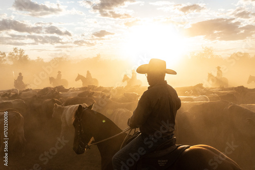 Herding cattle on horse back in the late afternoon dust and sunshine