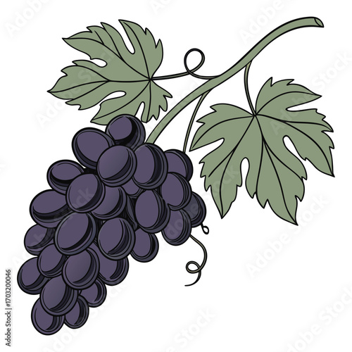 Purple Grapes with Green Leaves on a White Background Keywords: grapes, purple grapes, bunch of grapes