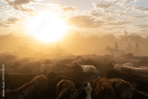 Herding cattle on horse back in the late afternoon dust and sunshine