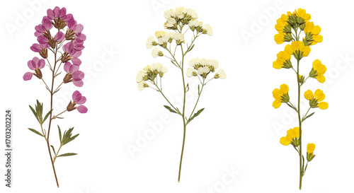 Three delicate dried flowers in pink white and yellow against a transparent background