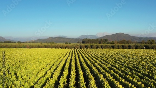 Drone Point of View tobacco field landscape in the evening at countryside of Chile.