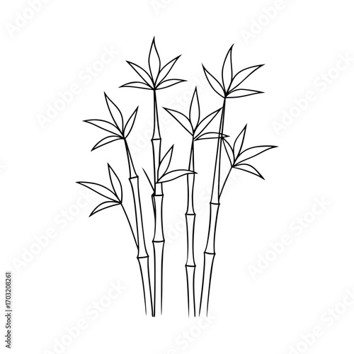 Slender bamboo stalks with pointed leaves plant nature