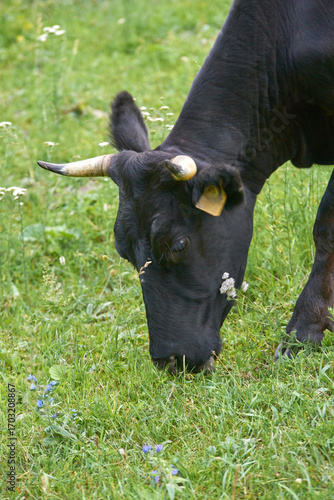 Canvastavla Black horned cow grazing on green pasture amidst wildflowers in daylight