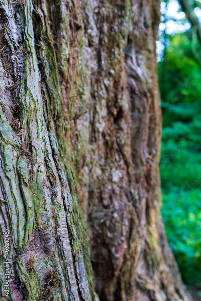 Obraz premium Close-up of weathered tree bark texture with moss and lichen growth. Natural forest detail showing aged wood surface with green foliage background