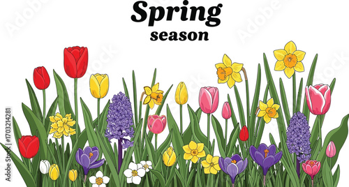 Colorful spring flowers blooming in a garden, tulips, daffodils, crocuses and hyacinths