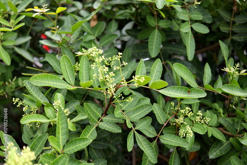 Pink peppercorns or Schinus terebinthifolia green leave and flowers blooming on top tree. Common another name is Brazilian peppertree, Brazilian pepper, Christmas berry or Florida holly.