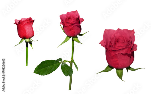 Elegant Close-Up of Three Red Roses Isolated on White Background