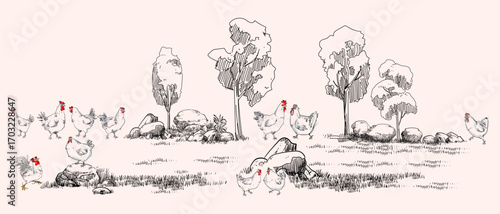 Line art sketch chickens, hen, rooster with trees grass, stones engraving vector illustration. Vintage chickens element isolated on white background.