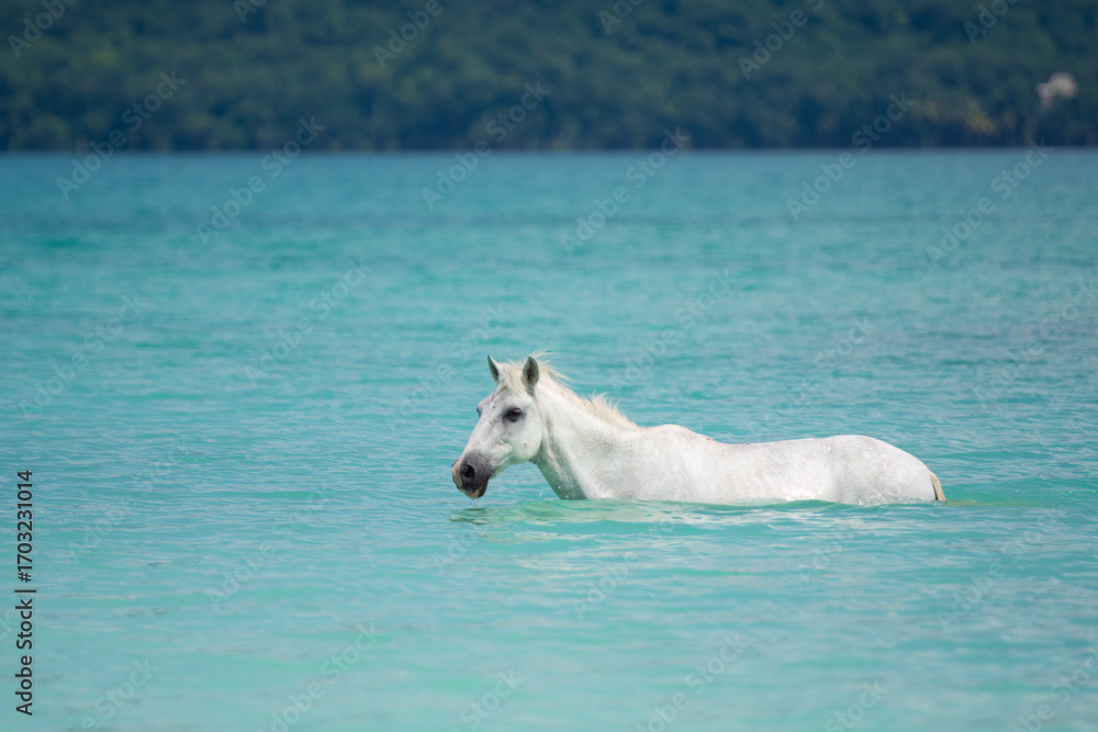 Fototapeta premium Horse in the lake