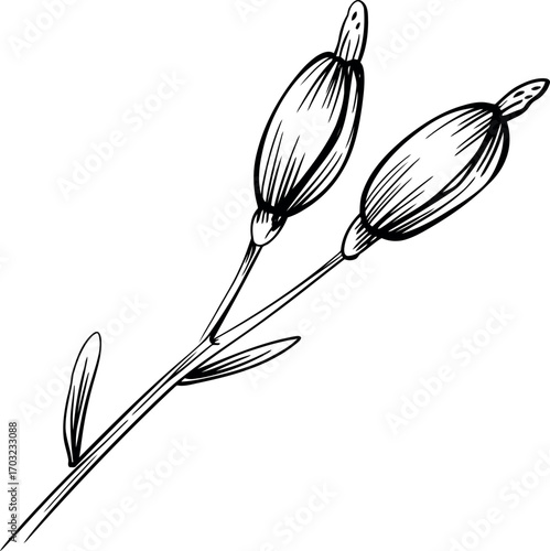 Elegant poppy seed pod sketch botanical illustration nature drawing simple vintage style outline art vector hand drawn