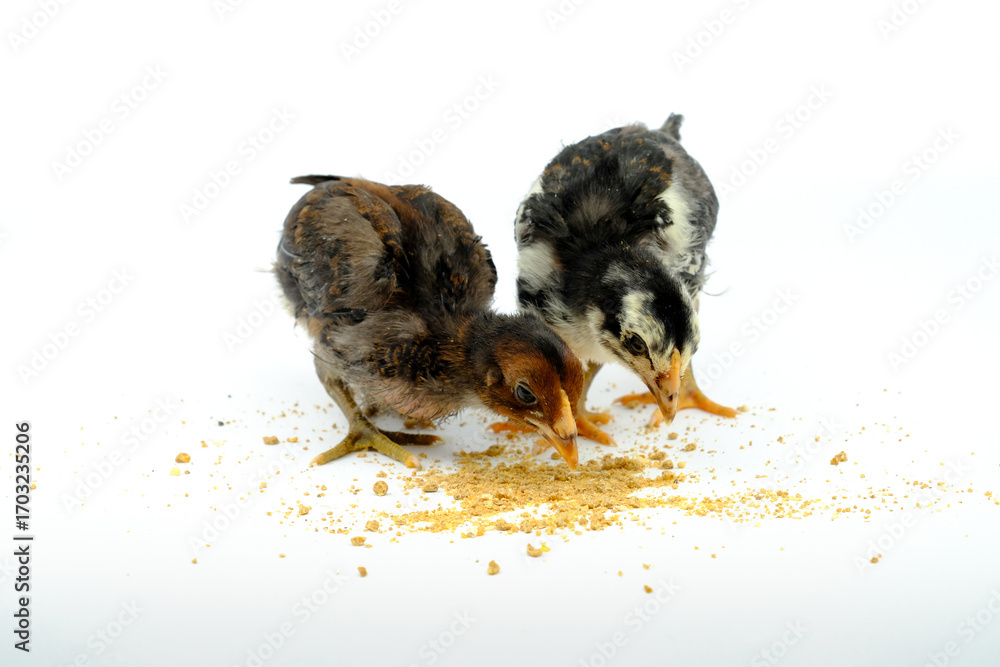 Obraz premium a group of chicks eating pellets isolated on white background