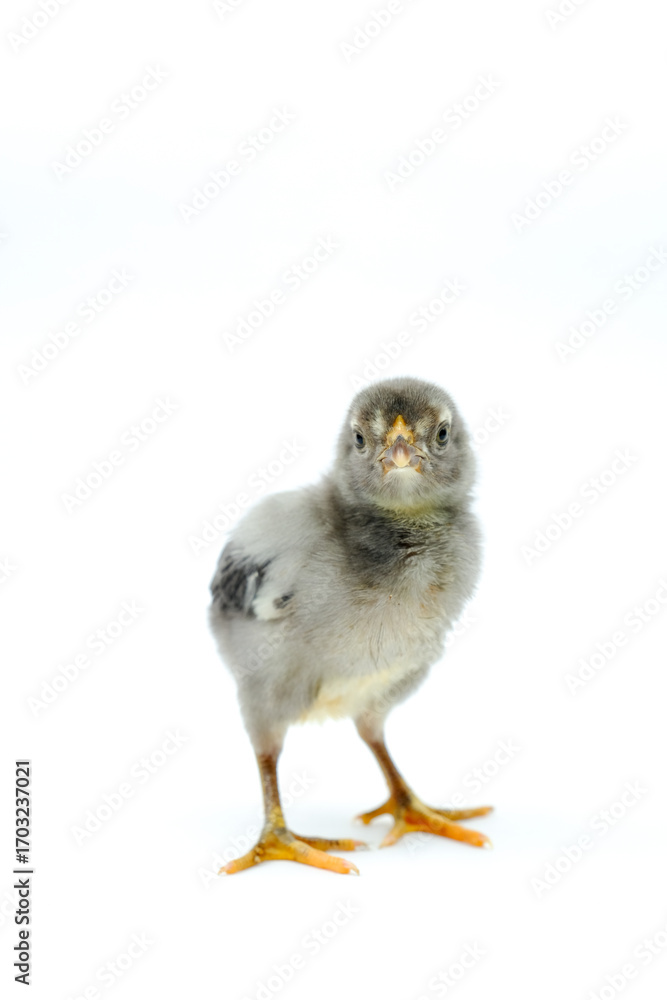 Obraz premium a gray chick isolated on a white background