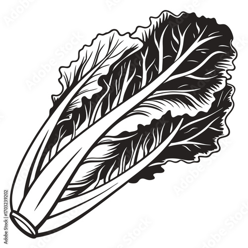 Fresh Napa Cabbage Vegetable Hand Drawn Illustration.