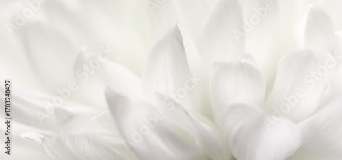 Abstract floral background, white chrysanthemum flower petals. Soft focus
